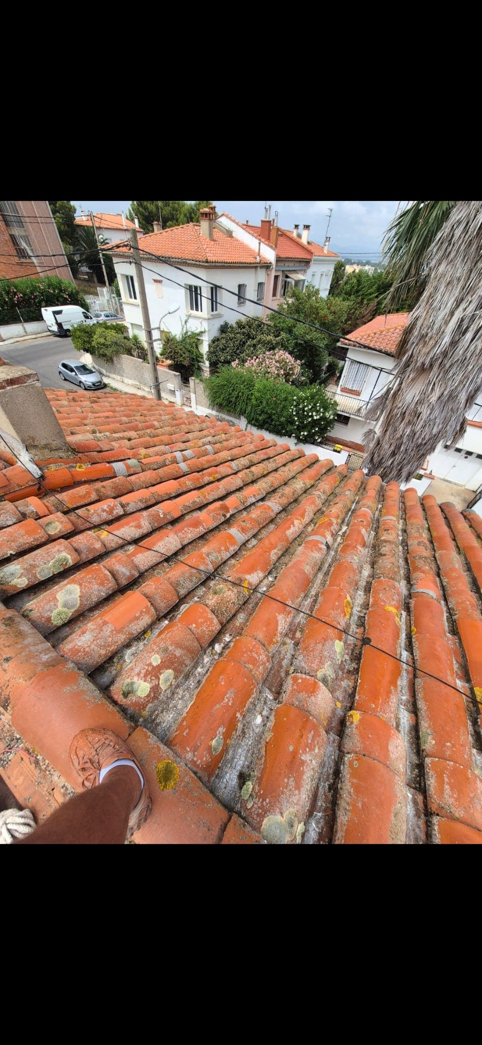 Mousse présente sur des tuiles de toiture